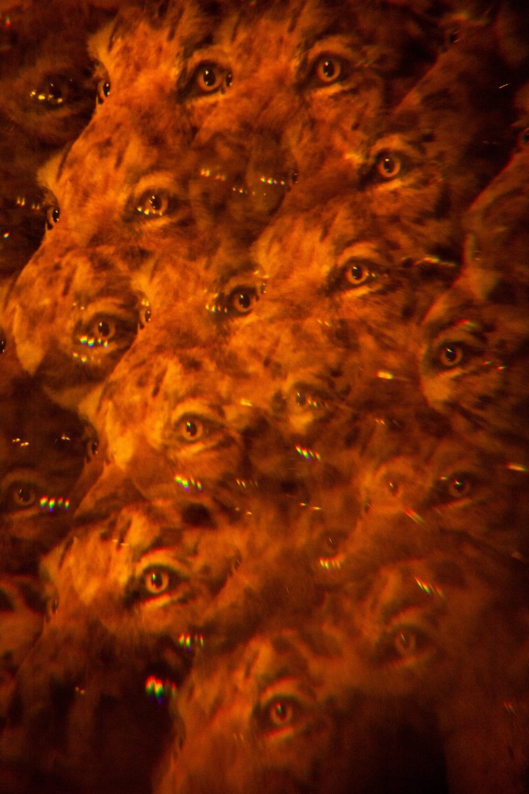 main_title - Galerie de l'evolution for Socialter