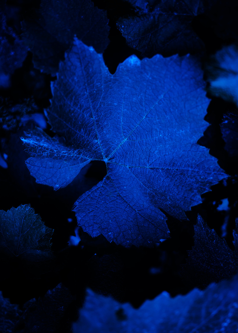 main_title - Ruinart