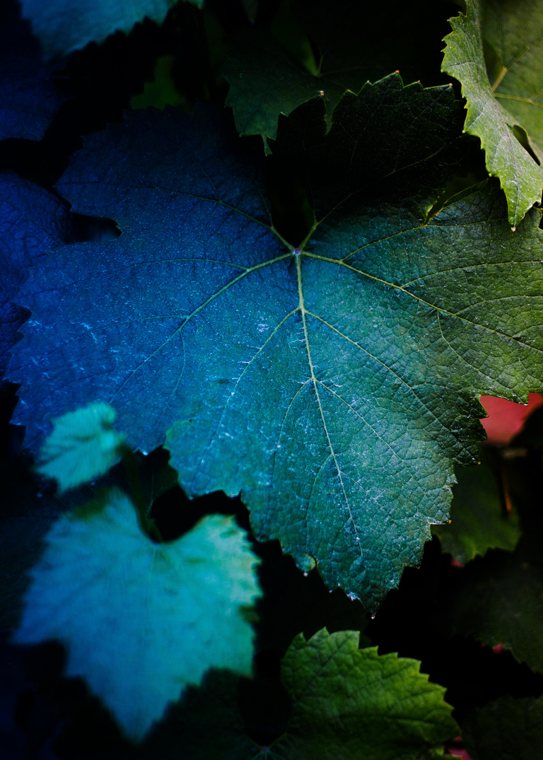 main_title - Ruinart