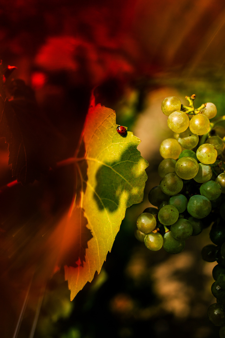 main_title - Ruinart