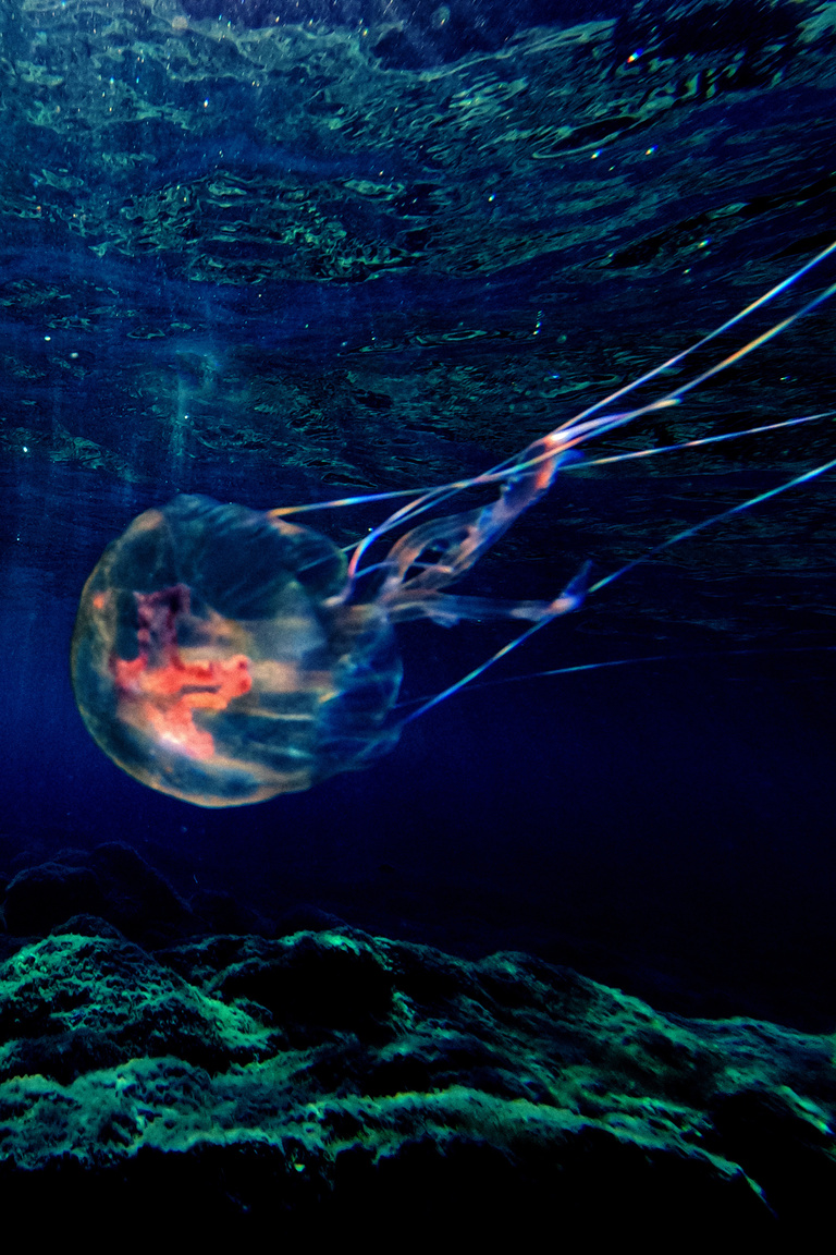 Marguerite Bornhauser - Mirage-MargueriteBornhauser-5.jpg