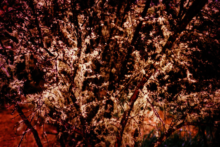 Marguerite Bornhauser - B009905-R1-24-25A.jpg