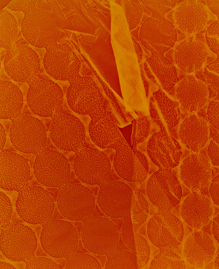 Marguerite Bornhauser - Photogrammes-33-web.jpg