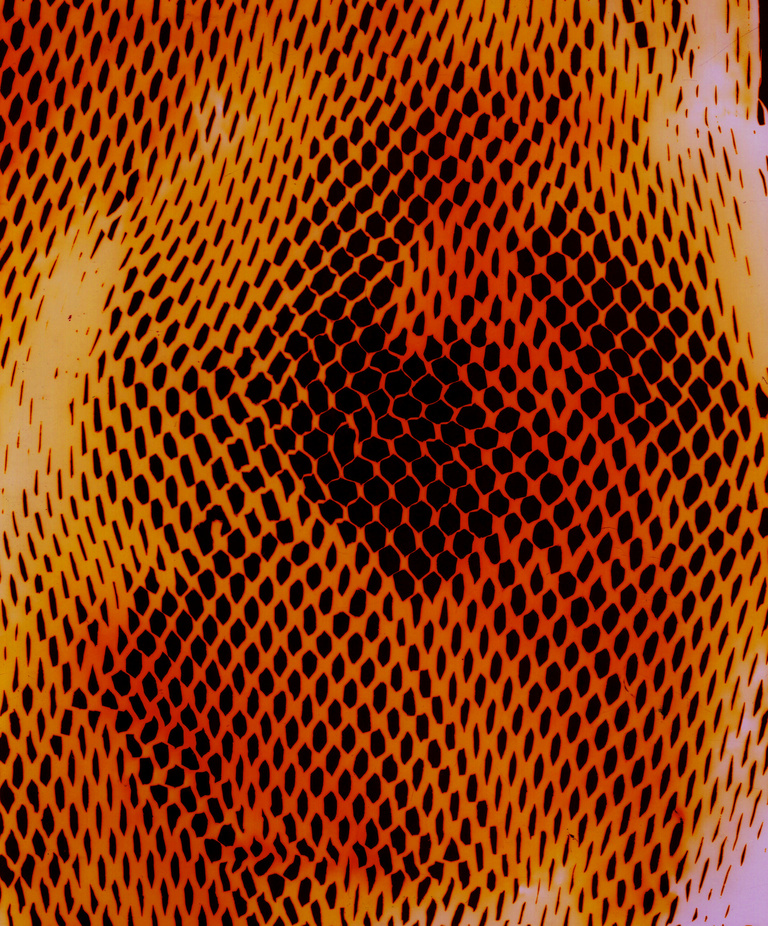 Marguerite Bornhauser - Photogrammes-47-web.jpg