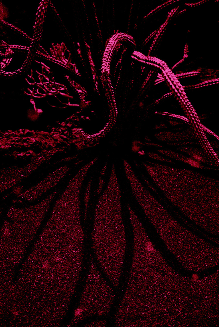 Marguerite Bornhauser - Mirage-MargueriteBornhauser-34.jpg