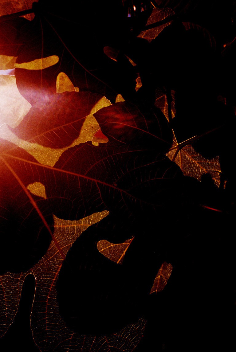 Marguerite Bornhauser - Mirage-MargueriteBornhauser-39.jpg