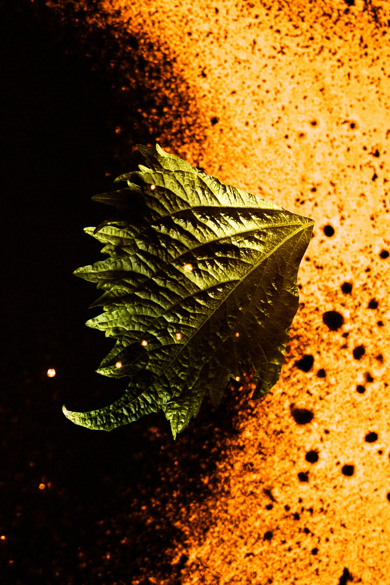 Marguerite Bornhauser - Hermes_EDP_Shiso_RVB_003.jpg